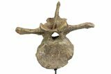 Triceratops Dorsal Vertebrae On Stand - North Dakota #77976-4